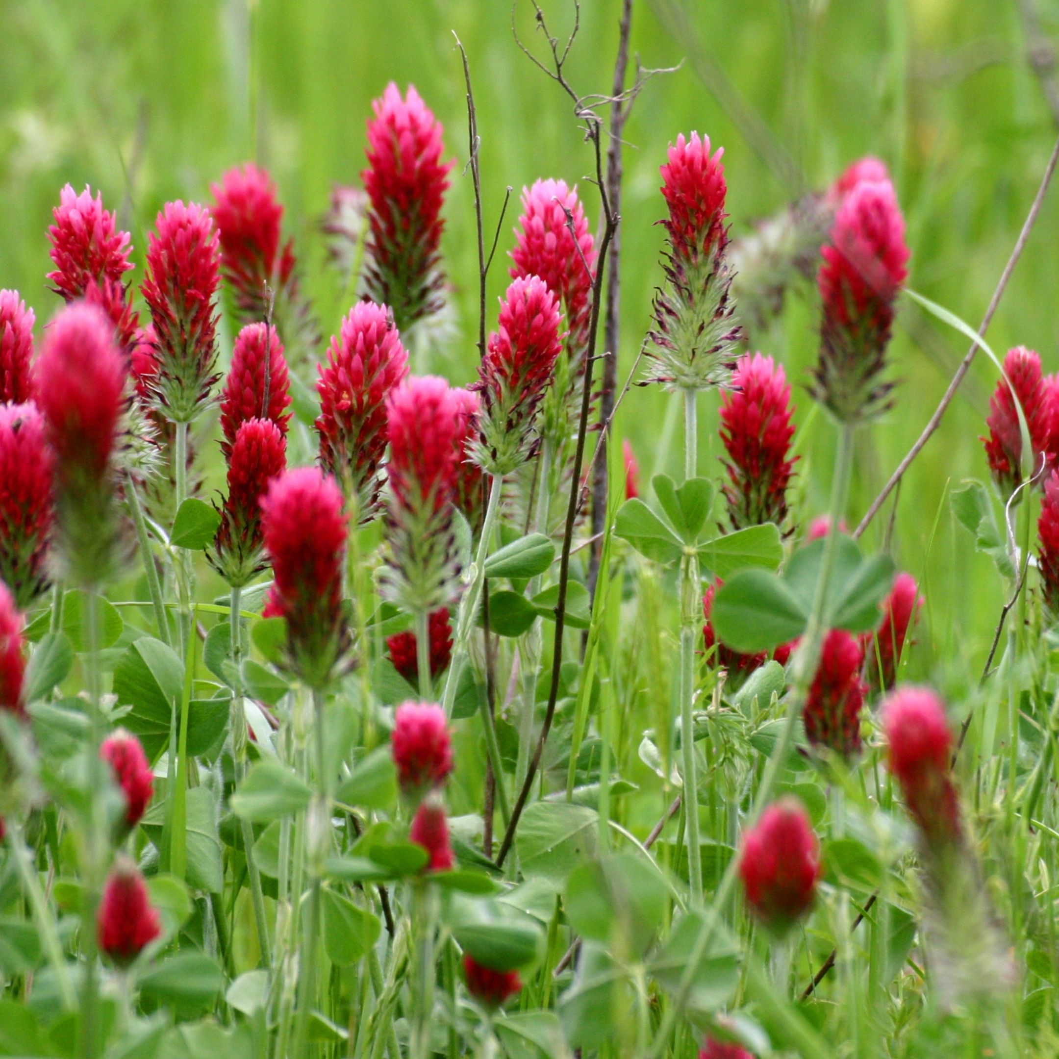 Clover: The Versatile Cover Crop For Your West Coast Garden